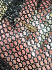 Favonigobius lateralis