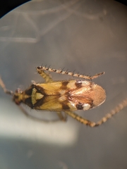 Setocoris