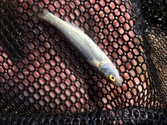 Aldrichetta forsteri