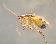 Setocoris