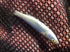 Aldrichetta forsteri