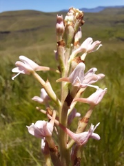 Disa