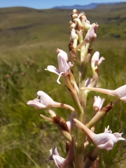 Disa