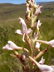 Disa