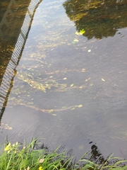 Potamogeton cheesemanii