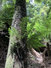 Asplenium gracillimum