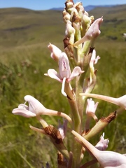 Disa