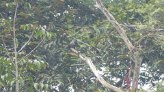 Columba iriditorques