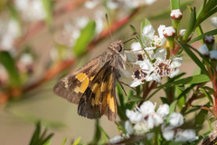 Trapezites phigalioides