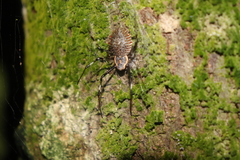 Herennia multipuncta