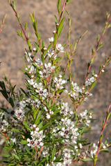 Kunzea leptospermoides