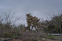 Cylindropuntia prolifera