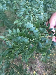 Gleditsia triacanthos