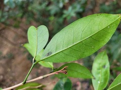 Glycosmis parviflora