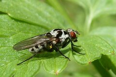 Anthomyia procellaris
