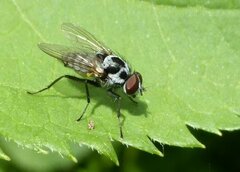 Anthomyia procellaris