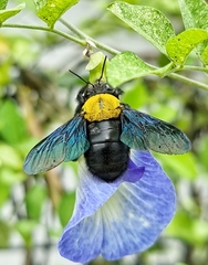 Xylocopa flavonigrescens