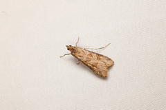 Nomophila corticalis