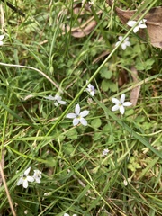 Lobelia pedunculata