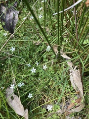Lobelia pedunculata