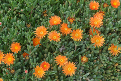 Malephora crocea