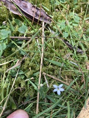 Lobelia pedunculata
