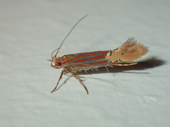 Labdia stibogramma