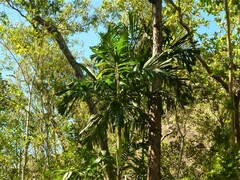 Hydriastele wendlandiana