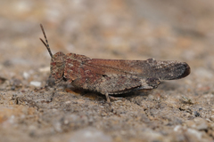 Lactista gibbosus