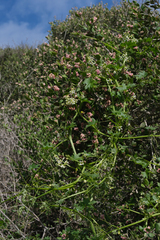 Marah macrocarpa