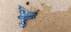 Glaucus atlanticus