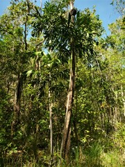 Hydriastele wendlandiana