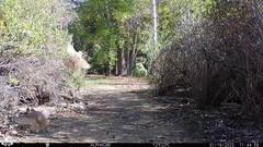 Haemorhous mexicanus