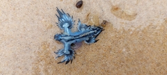 Glaucus atlanticus