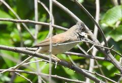 Curruca communis