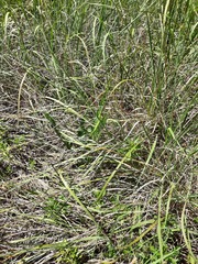 Zantedeschia albomaculata