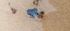 Glaucus atlanticus
