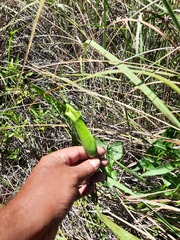 Zantedeschia albomaculata