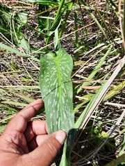 Zantedeschia albomaculata
