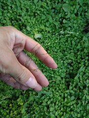 Eragrostis pectinacea
