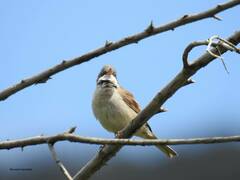 Curruca communis