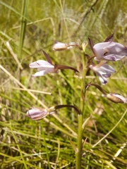 Eulophia zeyheriana
