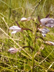 Eulophia zeyheriana