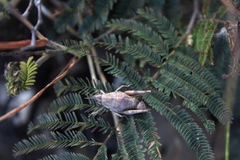 Pyrgomorphidae