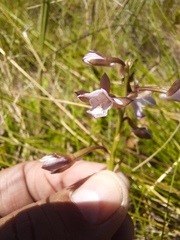 Eulophia zeyheriana