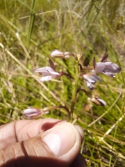 Eulophia zeyheriana