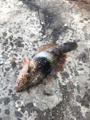 Notolabrus tetricus