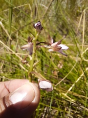 Eulophia zeyheriana