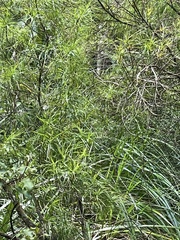 Dracophyllum sinclairii