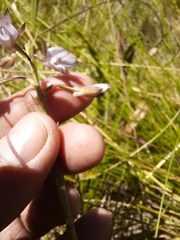 Eulophia zeyheriana